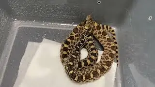 Nebraska Bull Snake