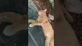 Funny Cat 🐈&zwj;⬛ funny cats fighting 😾 # Episode 5863