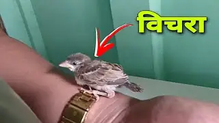Bichara Bhangerako Challa Haru | Aja Buwale Charako New Ghar Banaidinu Bho | Umesh Bohora
