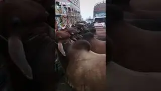 SOHRAB GOTH MANDI PUNJAB KA MAL#shorts#short#bakraeid