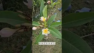 Wholesale Plumeria Flower Plant Sale Nursery Kolkata Horticultureking Best Price