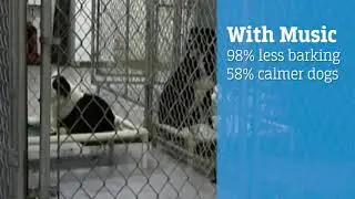 Shelter Support:  Rescue MP3 Project