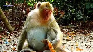 Priget Monkey, Very Beautiful Monkey Priget, Priget Monkey Pregnancy, Part 02