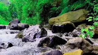 Soothing Forest Sounds with Singing Birds and Murmuring Stream | Relaxing Nature Sounds for Sleep