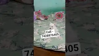 white culture pom puppies for sale in Delhi ncr #music #arijitsingh #puppypic #tinypomeranian