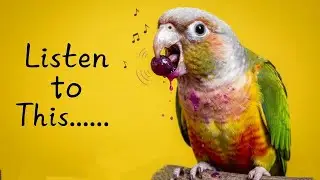 Conure Sounds! Pineapple Conure Bird Eating the Grapes Happily❤️