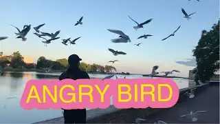 Sweden - Vui Vẻ Với Đ&agrave;n Chim C&aacute;u Bửn - Fun with Angry Birds - Kul med arga f&aring;glar