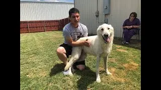 Adopt Everest - A White German Shepherd