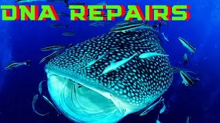 #1 Whale Shark Video in the World  DNA Repairs, (Kasumi), WHALE-SHARK, Deep healing, Consciousness