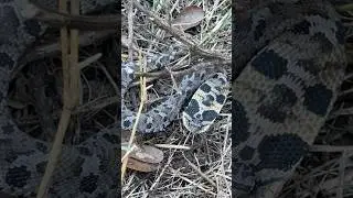 Сюрприз от Hogtober! Восточная змея Hognose в траве!