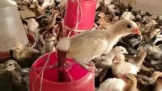 600 Local murgir farm Assam Agro Bongaigaon লোকেল কুকুৰাৰ পুৱালী