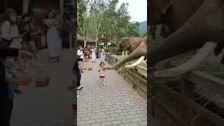 Elephant Baby || Elephant Sounds #elephant