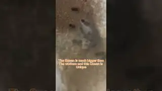 Young Acrobat Ant Colony