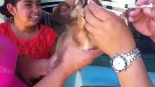 Puppy Vaccine Reaction -  Dog Gets Injection Reaction