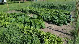 Garden Update July 15/25 Zone3 Alberta! #gardening