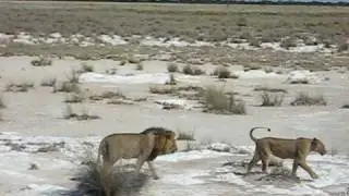 Lion Chaser