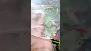 C&Aacute; BẢY M&Agrave;U DUMBO RED TAIL | GUPPY DUMBO RED TAIL