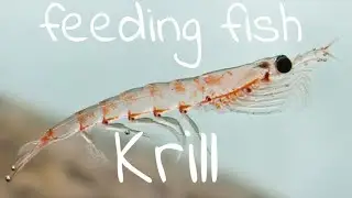 Feeding Krill to fish