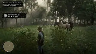 The Greatest Herbalist, Arthur Morgan Picks and Examines some Red Raspberry - Red Dead Redemption 2