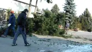 1.Baumf&auml;llung in Pinache mit Stihl S&auml;ge und Husqvarna Rider
