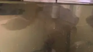 No Talking ASMR: Fishll Chomps Bug Bites Breakfast | Relaxing Goldfish Triggers