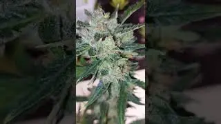 Purple Bud Auto Sensi Seeds