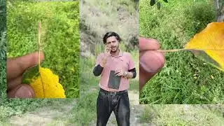 Apple Disease Observation During Field Visit in Kotkhai | #krishivigyan #shouryabhanu