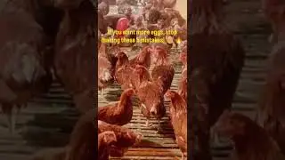 ডিম বেশি চাইলে এই ৫টা ভুল বন্ধ করুন! 🥚🔥