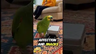 Parrot Says No to AC Forever Now🦜  🥶🧳 #shorts