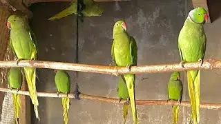 Parrots 🦜 foryou viral long videos 🥰 bards parming in tha long videos 