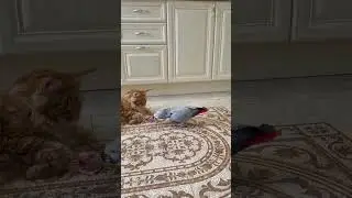 Cat vs Parrot: The Cutest Friendship Ever ❤️🐱🦜