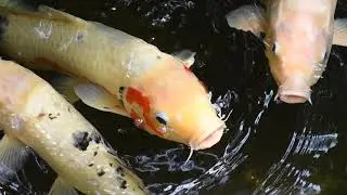 Slow Motion Close Up Of Japanese Koi Swimming