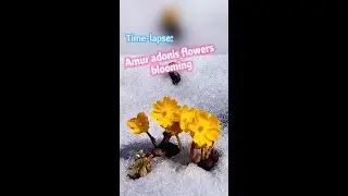 Time-lapse: magic moment of Amur adonis flowers blooming
