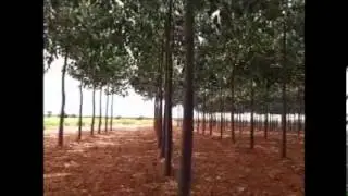 OTG Project Paulownia