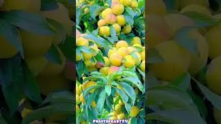 Best fruit for health💐 #fruits #fruitsfeastTV #gardening #nature #ytshorts #shortsfeed