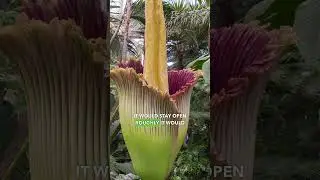 Редкий &laquo;трупный цветок&raquo; уже цветёт! 😱 #наука