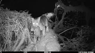Bobcat goes hunting and comes back with a Mountain Beaver - Browning Trail Cameras