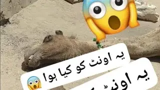 camel is dead 😱🥺#shayanbaloch2.0#xyz vlog2.0 #camel qubani sad video