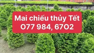 #O 77,984, 67O2 Mai chiếu thủy lá trung có nụ nhiều chơi Tết ở BẾN TRE