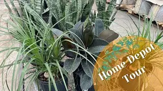HomeDepot Houseplant Tour | uncommon plants in Florida big box stores