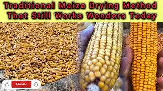 Traditional Maize Drying Method That Still Works Wonders Today|Why Farmers Dry Maize Cobs in Field?