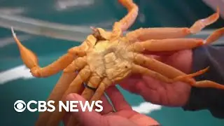 Alaska snow crabs mysteriously disappear, canceling state's harvest season