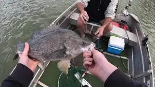 Trolling Big Lures For Big Golden Perch ( Yellowbelly)