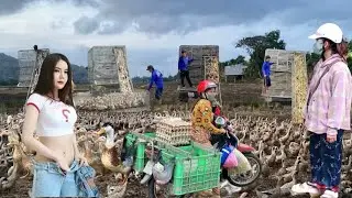 Full video compilation of many trucks carrying ducks running everywhere