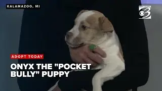 ADOPT TODAY: Meet Onyx, a 'pocket bully' bulldog pit bull mix puppy