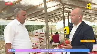 Göyçayda pomidor yığımı