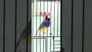 A classic Gouldian Finch 🌈
