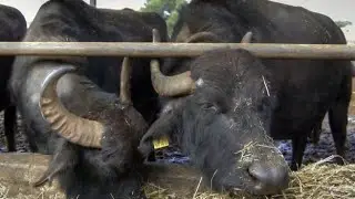Cascina Copette    09 07 2020 ,nelle verdi campagne di Poirino