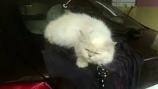 persain cat