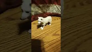 slow evaluation of wolves